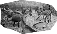 chevres